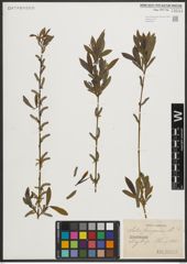 Foto von Salix purpurea L.